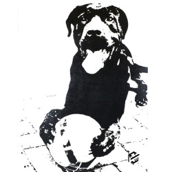 Portrait animalier César