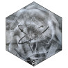 ATOM Cosmos